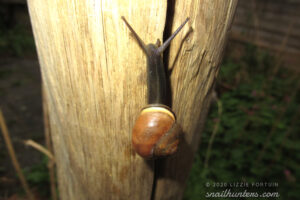 Snail