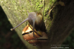 Snail
