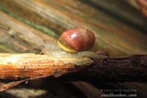 Snail