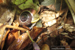 Snail