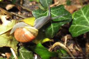 Snail