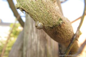 Snail