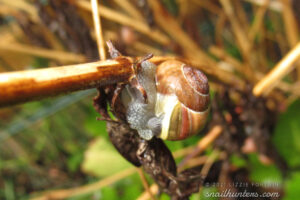 Snail