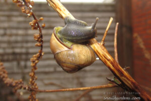 Snail