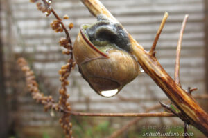 Snail