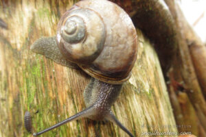 Snail