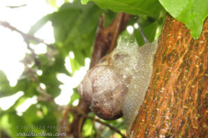Bubbling Snail