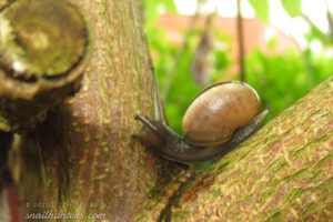 Snail