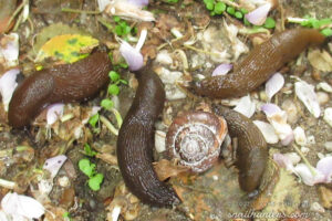 Slug Feast