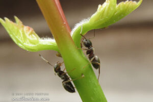 Milking the Aphids