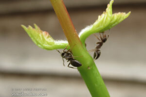 Milking the Aphids