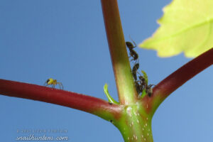 Milking the Aphids