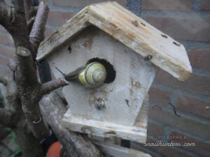 snails-2013-3_w snails-2013-3_w