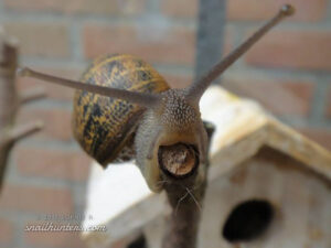 snails-2013-4_w snails-2013-4_w