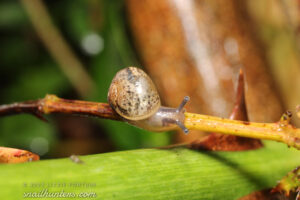 Snail
