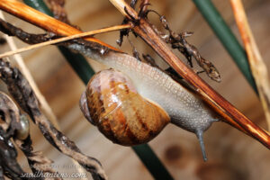 Snail