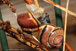Happy snails