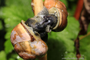 Happy snails