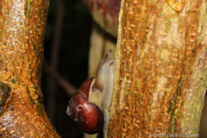 Snail