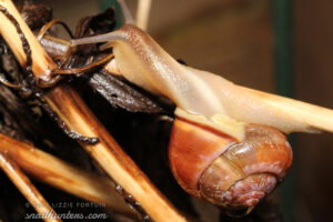 Snail