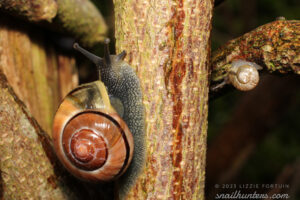 Big snail, little snail