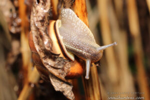 Snail