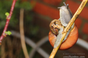 Snail