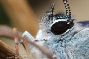 Cupido minimus (small blue)
