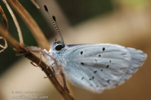 Cupido minimus (small blue)