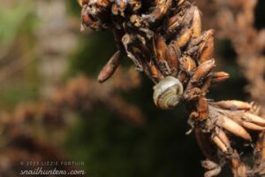 Tiny snail Tiny snail