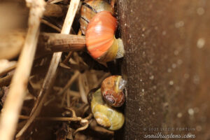 Tucked away Tucked away