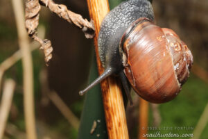 Snail Snail