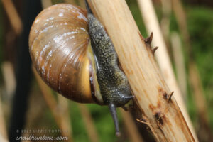 Snail Snail