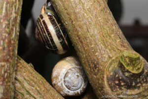 Snails