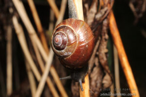 Snail