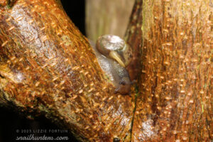 Snail