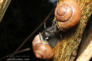 Happy snails