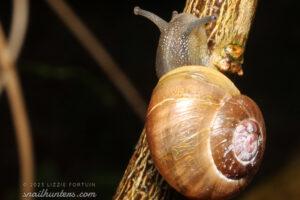 Snail
